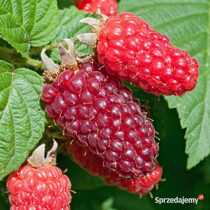 Sadzonki Tayberry MalinojeżynaSadzonki Wrocław sprzedam