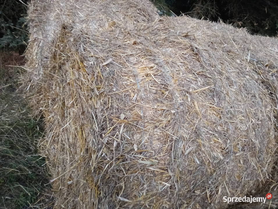 Słoma w belach 20 2025r Michów