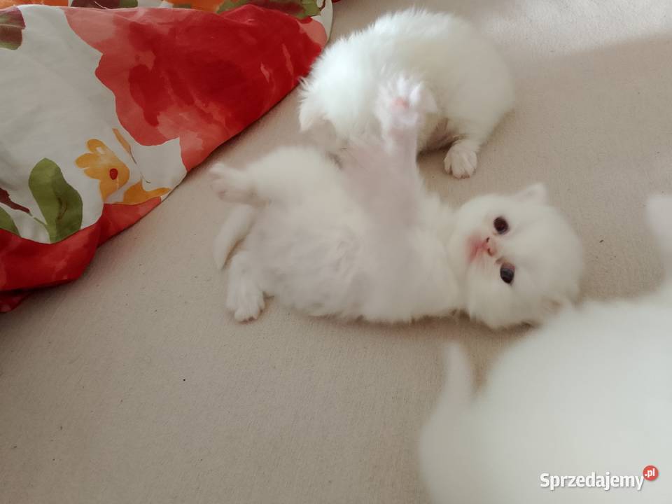 Korki perskie białe sreberka Perski Inowrocław