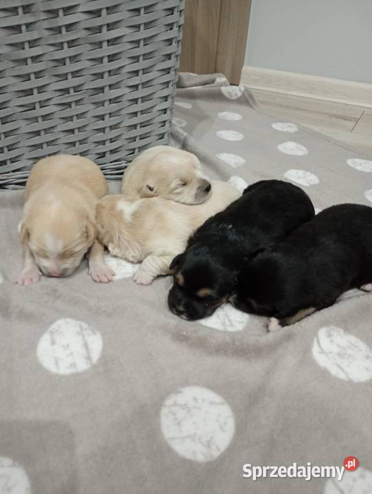 Oddam szczeniaki w ręce Końskowola