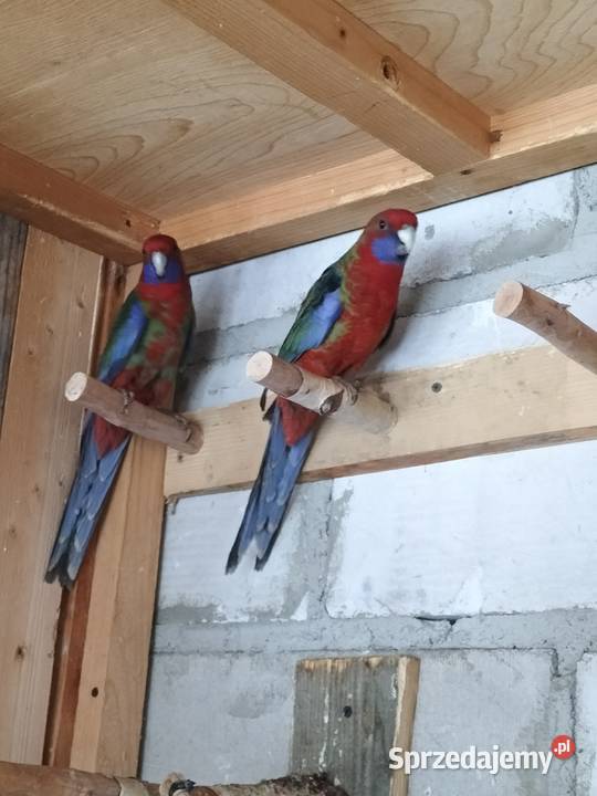 Rozella rozelle królewskie Krosno