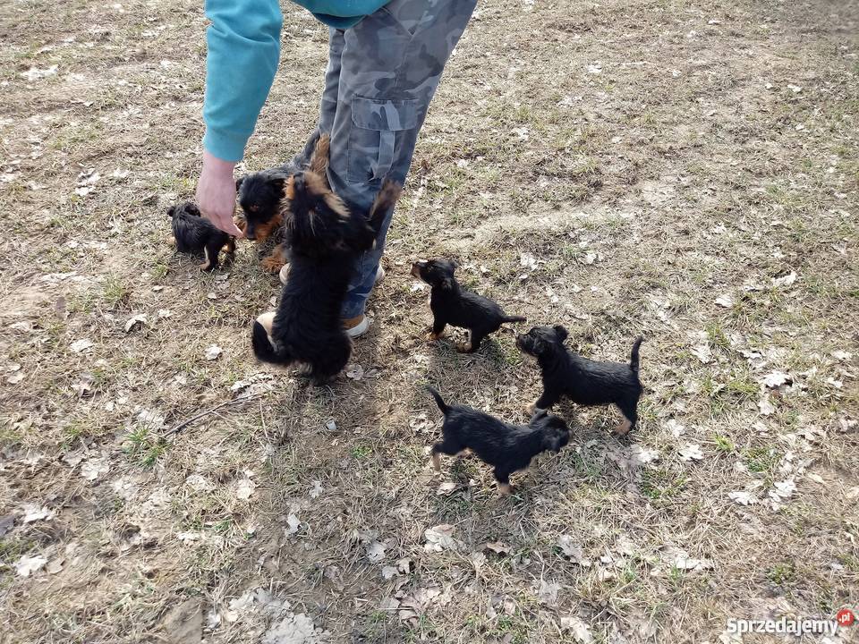 terier niemiecki myśliwski małopolskie Ciężkowice sprzedam