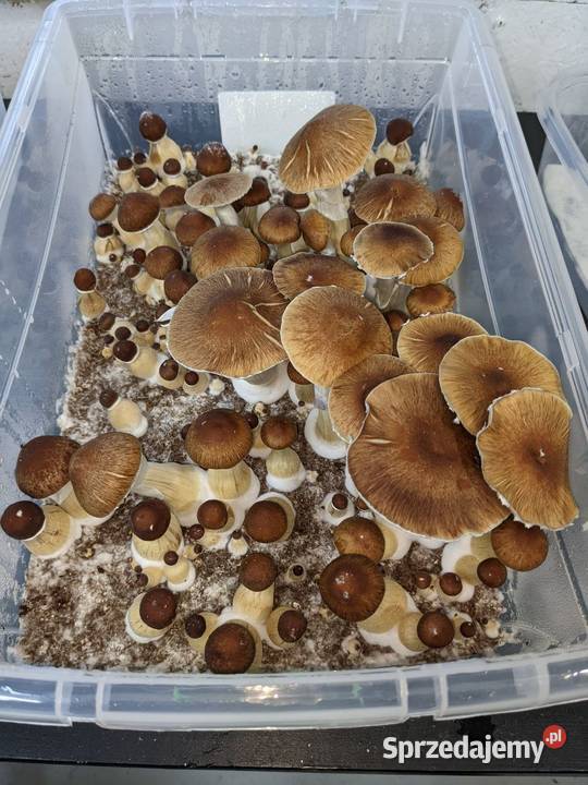 Mushroom trip Plebania Wola