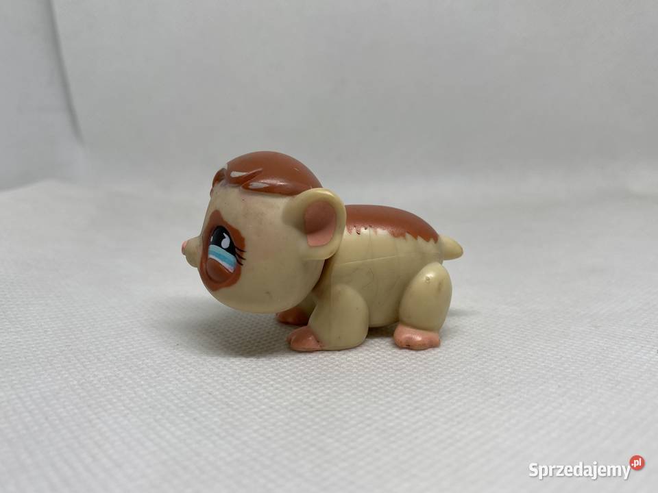 LPS Littlest pet shop świnka morska 683 Łódź