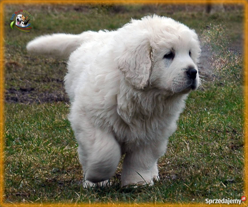 Owczarek podhalański szczenięta rodowód FCI Bark
