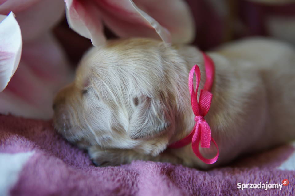 Szczeniak Golden Retriever Rzeszów sprzedam