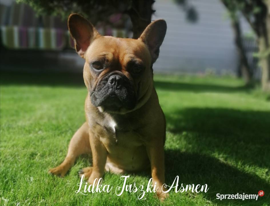 Szczenięta Buldoga Francuskiego Warlubie
