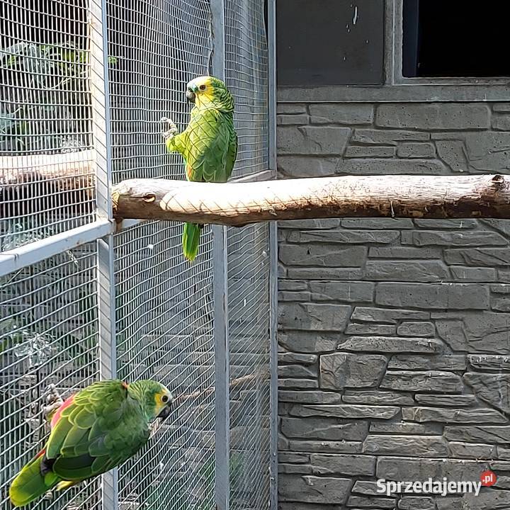 Amazonka niebieskoczelna aleksandretta chińska Wieruszów