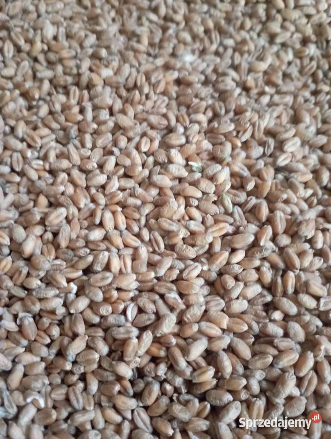 Pszenica patras młynkowana Mała