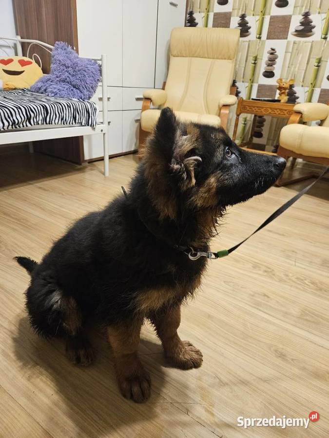 Owczarek niemiecki suczka
