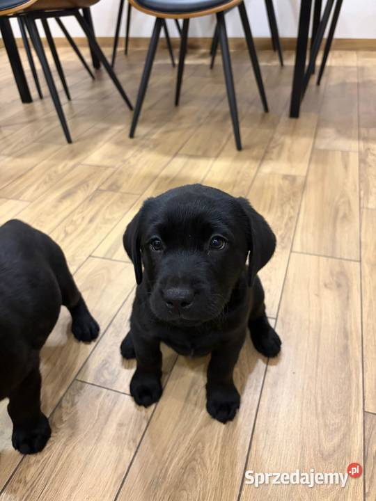 Labrador Retriever suczka gotowa do odbioru Labrador wielkopolskie