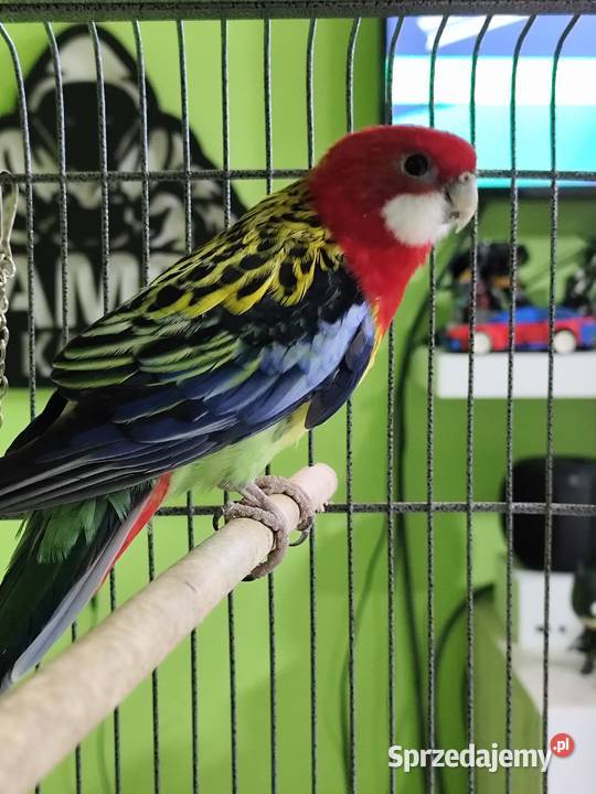 Parka papug rozella białolica Zgorzelec