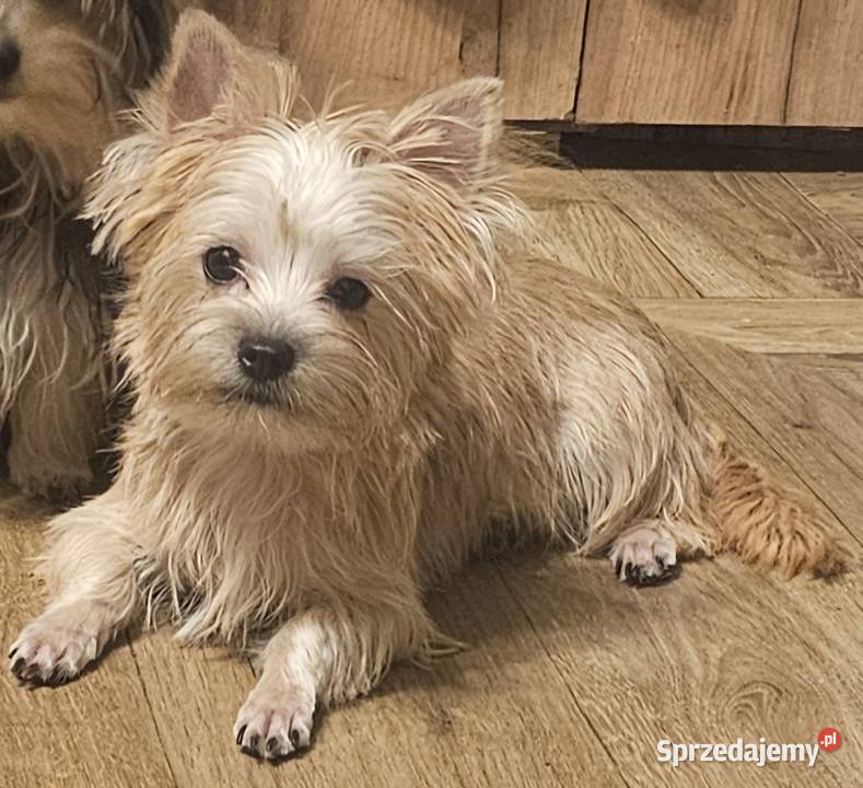 Yoreczka mała blondyneczka śląskie Częstochowa sprzedam