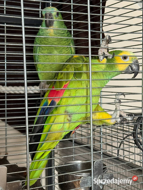 Papugi Amazonka Niebieskoczelna Stara Niedziałka