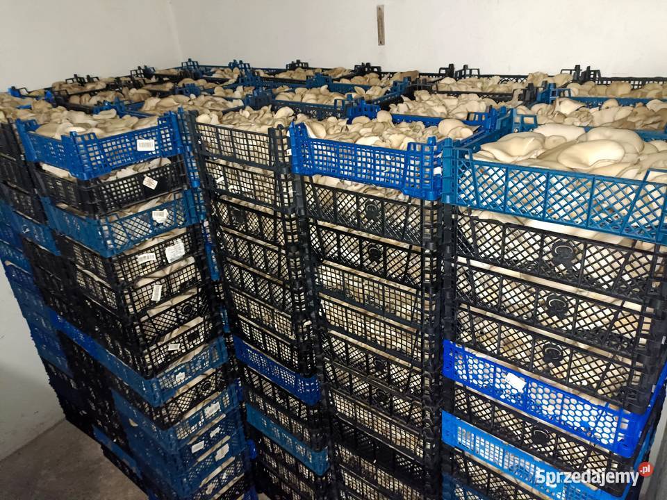 Boczniaki Wielichowo