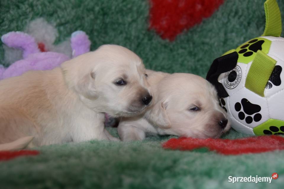 Golden Retriever szczenięta Zkwp fci mazowieckie Łochów