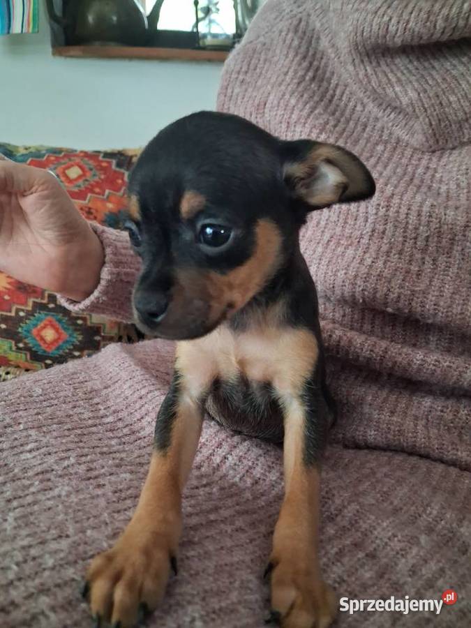 Toy rosyjski krótkowłosy Orzysz