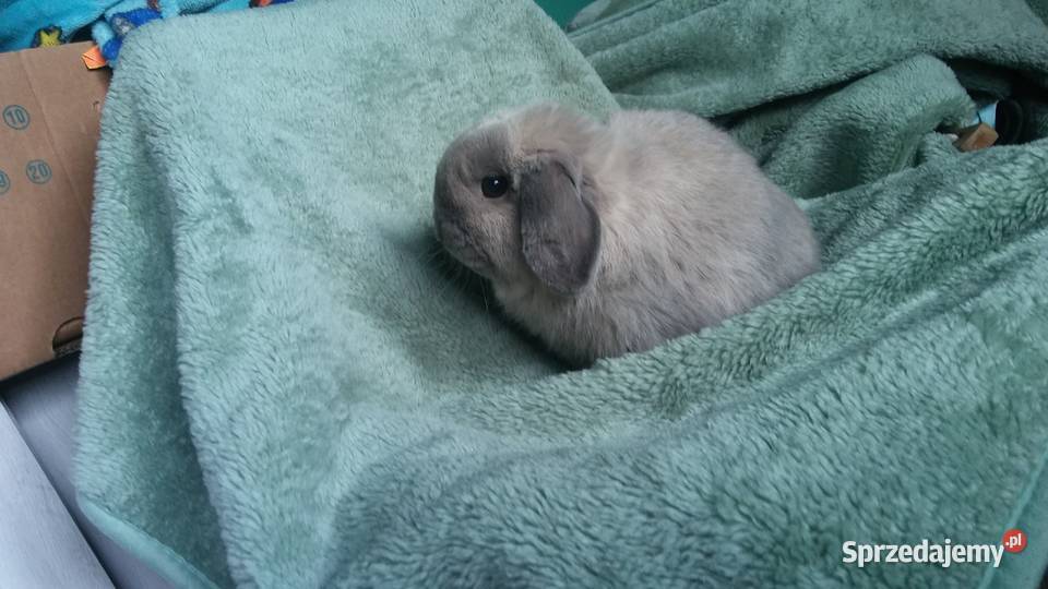 Mini lop seal point piękny reproduktor okazja Gryzonie Kraków sprzedam