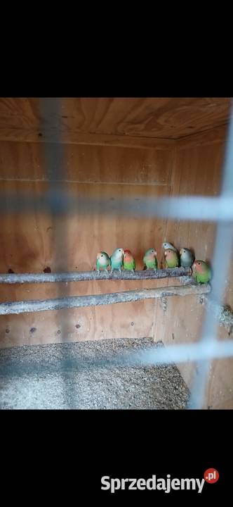 Sprzedam papugi rozelle aleksandretty Kuczki-Kolonia
