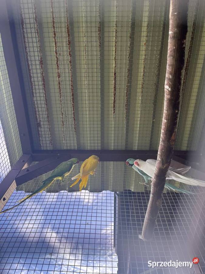 Papugi aleksandretty obrożne Limanowa