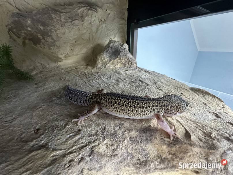 Sprzedam gekona lamparciego z terrarium Myszków