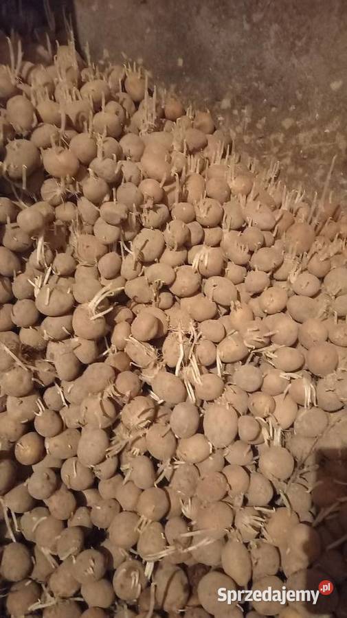 Sadzeniaki IRGA Ruchna