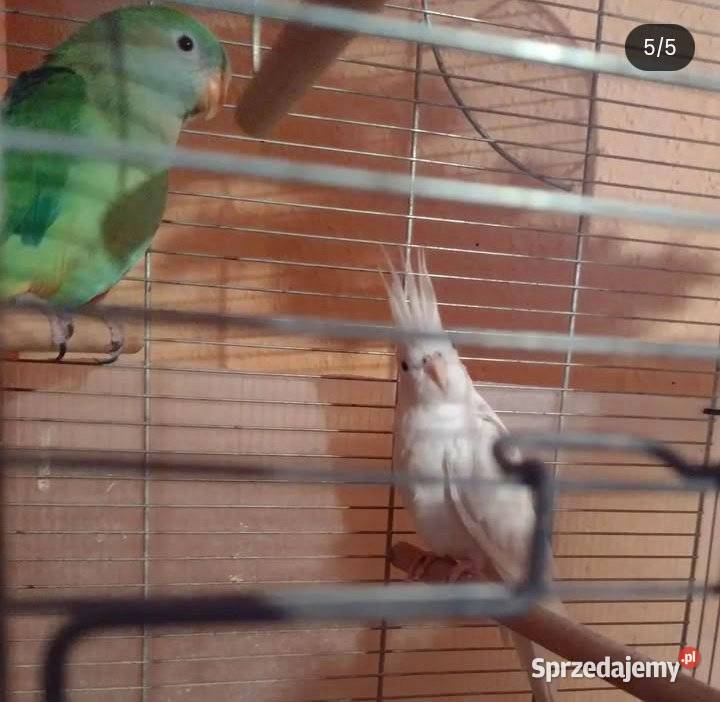 Papuga nimfa i barabanda Grudziądz