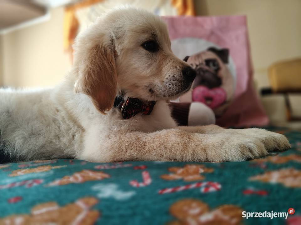 Golden Retriever gotowe do odbioru