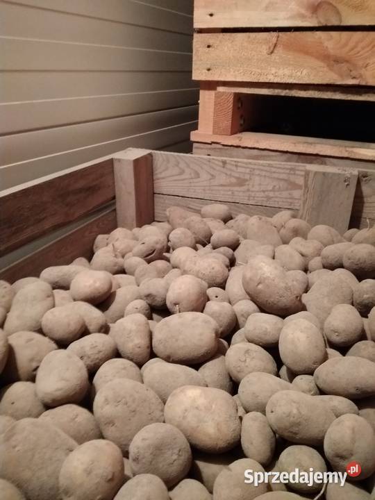 Ziemniaki sadzeniaki skrobiowe Eurostarch klB Rośliny okopowe lubelskie