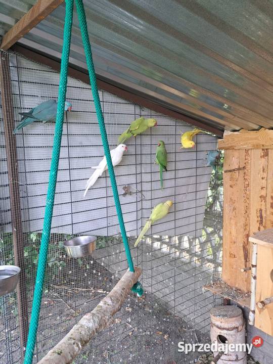 Aleksandretta obrożna Ptaki Łask