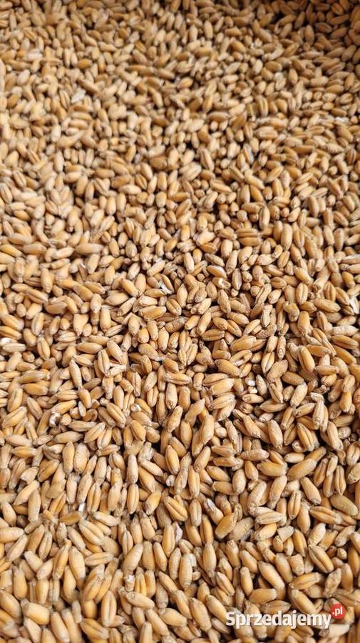 Sprzedam pszenżyto Fanfaro Skierniewice