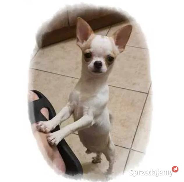 Chihuahua śliczny odchowany piesek biały w łatki Częstochowa
