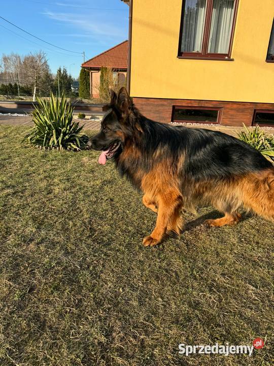 SIGMA psy owczarki niemieckie owczarek niemiecki Gdańsk sprzedam