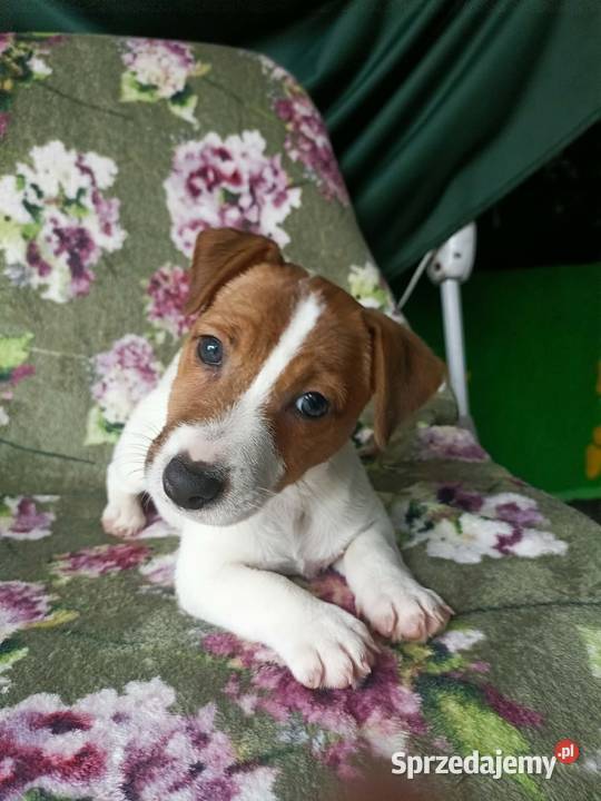 Wzorcowy Jack Russell terrier JRT doskonała Krapkowice