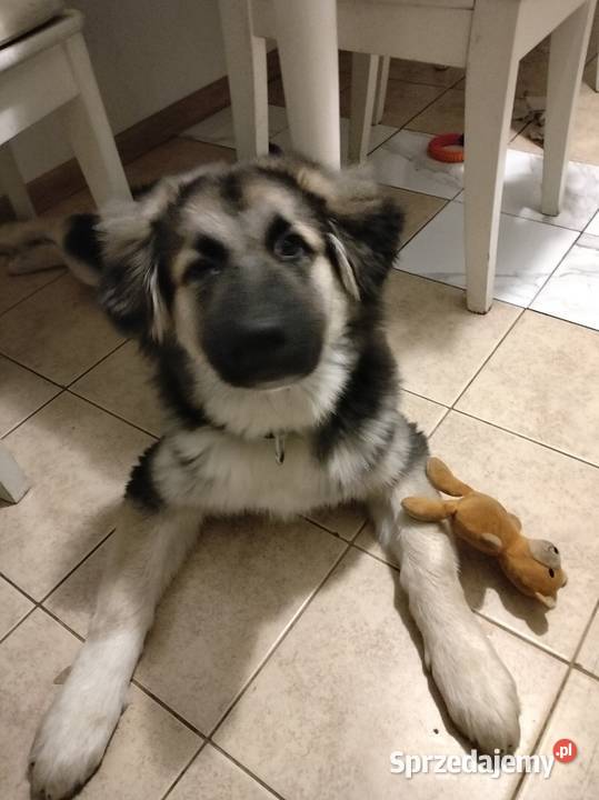 Oddam w ręce Warszawa