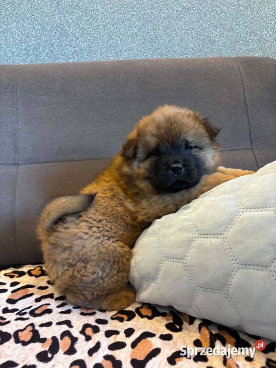 Chow Chow Pozostałe Mrągowo