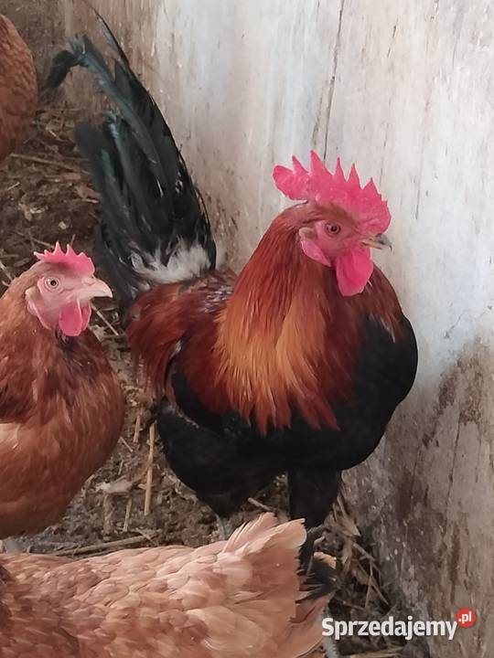 Sprzedam koguty ozdobne Liniewo