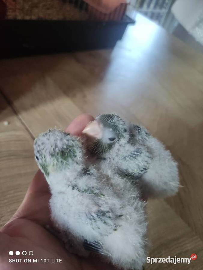 Ręcznie karmione Mnichy nizinne sprzedam Zgierz sprzedam