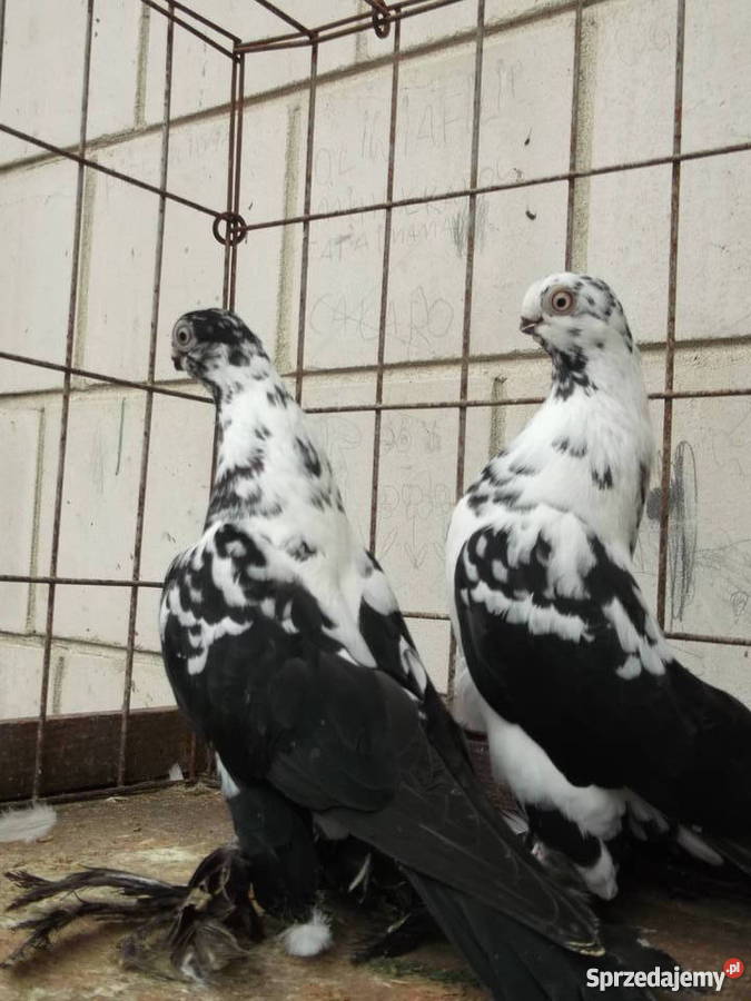 Sprzedam gołąbki ozdobne Garwolin
