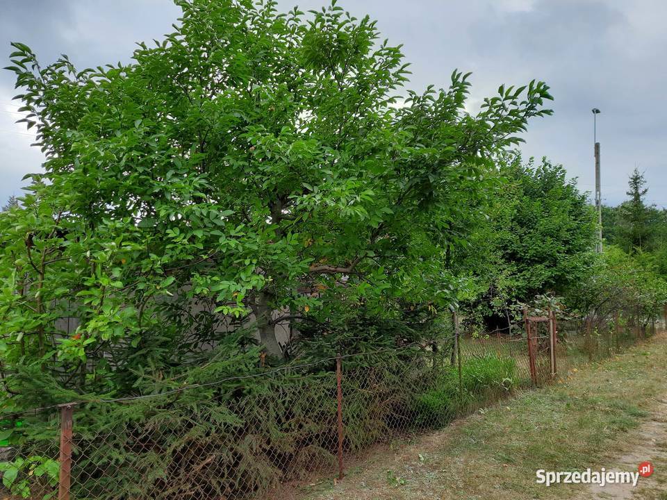 Działka ROD Złote Piaski Glinno k Nowego Tomyśla 71zł/m2 Nowy Tomyśl sprzedam