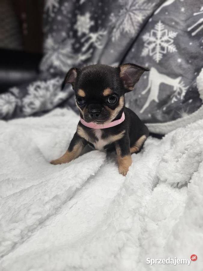 Dziewczynka chihuahua Wrocław