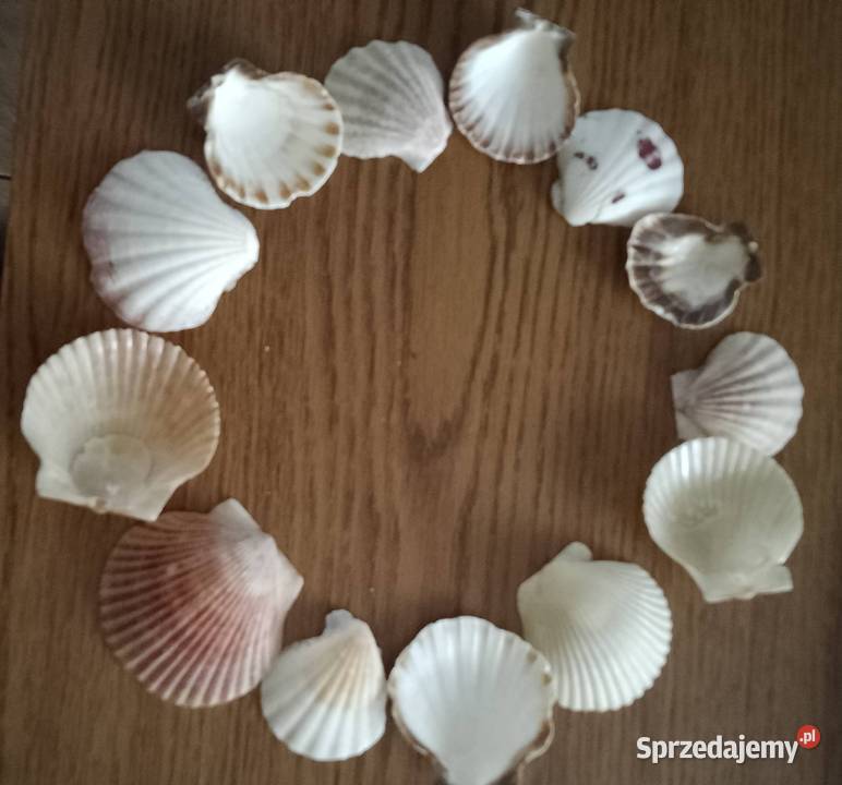 Muszle morskie śwJakuba kujawsko-pomorskie