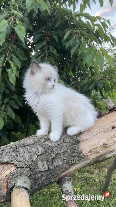 Gotowe do odbioru Ragdoll z prawdziwym rodowodem Katowice