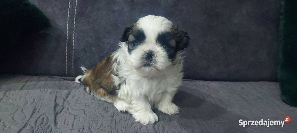 Cudna sunia ShihTzu Radom