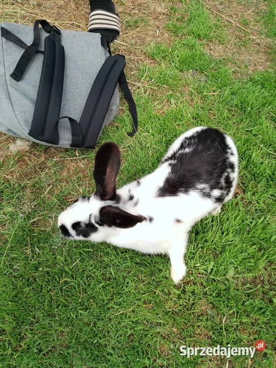 Sprzedam samice Łomża