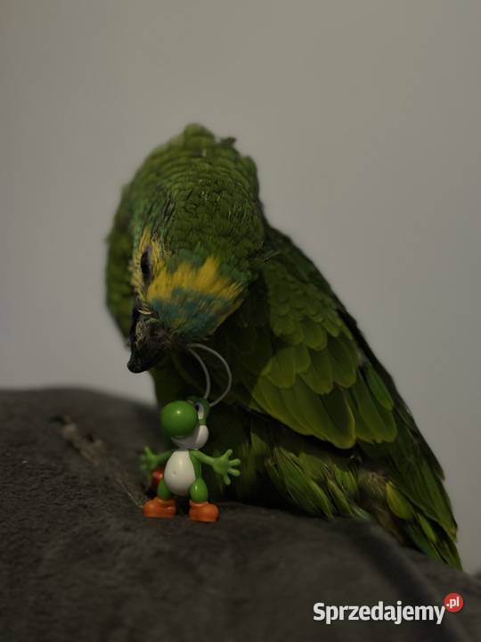 Amazonka niebieskoczelna ręcznie karmiona Katowice sprzedam