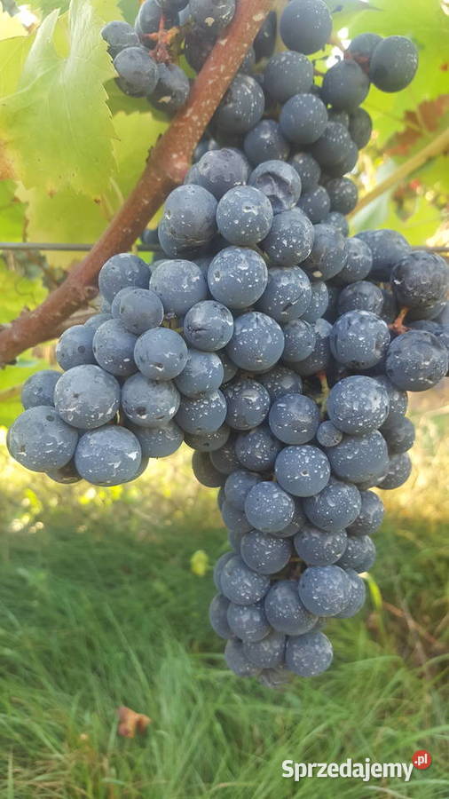 Sadzonki winorosli przerobowej Regent Dornfelder Rośliny Magierowa Wola