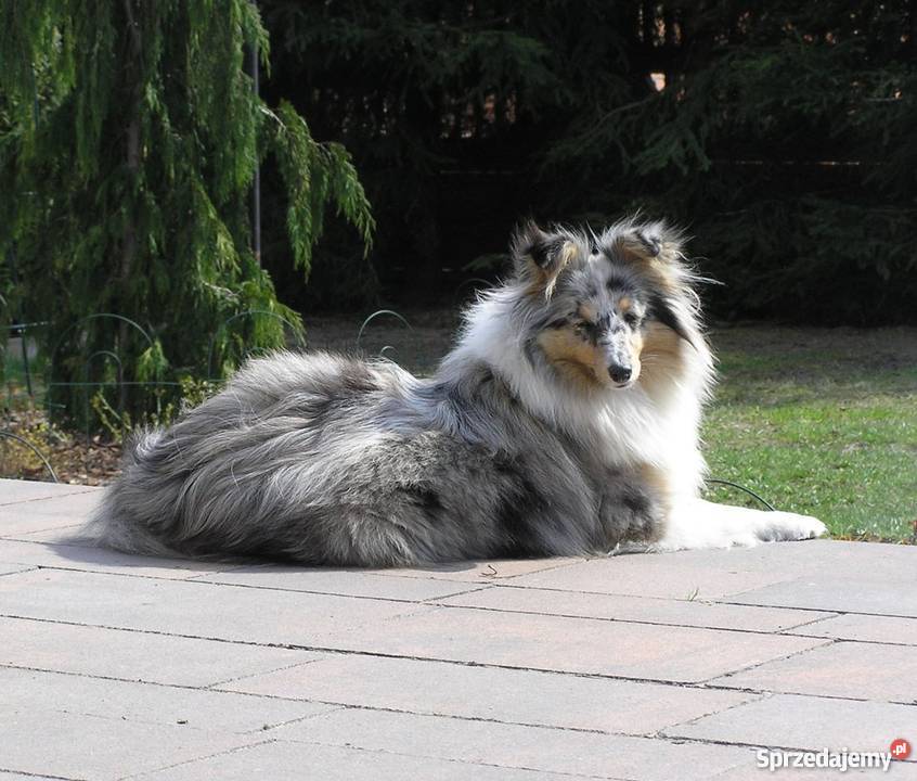 Owczarek szetlandzki shelie szczenięta Jaktorów