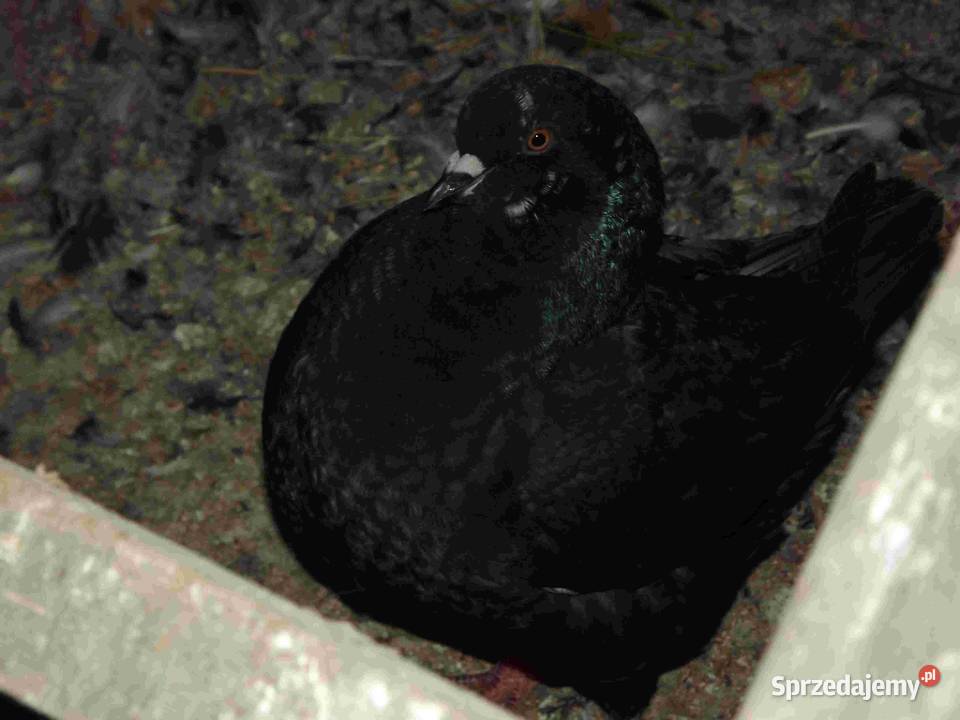 sprzedam gołębie Podborze