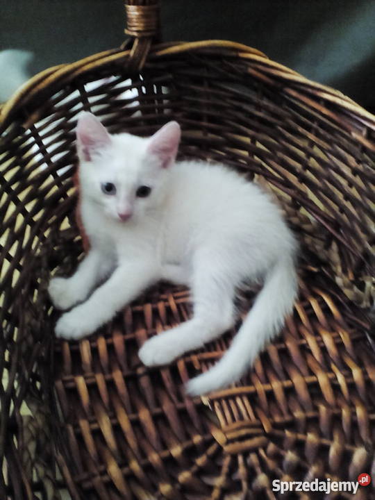 Sprzedam kocięta Tureckiej Angory Warszawa